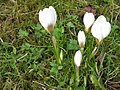 Crocus chrysanthus 'Snowbunting'