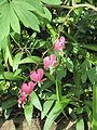 Dicentra vagy Lamprocapnos spectabilis