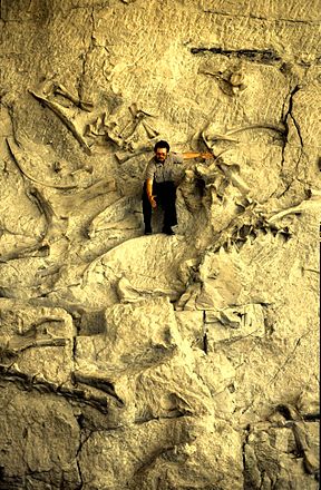 Am Dinosaur National Monument während einer Führung