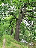 Grethen, südliche Eiche am Kirchteichdamm