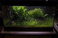 Als aquariumplant