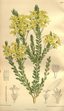 A sketch of a green plant with yellow flowers