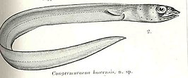 Ariosoma howensis