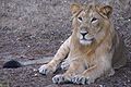 Asiatic lions are found only in Gir Forest National Park