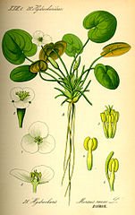 Hydrocharis morsus-ranae