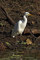 Intermediate Egret