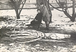 #101 (4/3/1928) Specimen found washed ashore in Ranheim, Norway, measuring around 7.9 m in total length