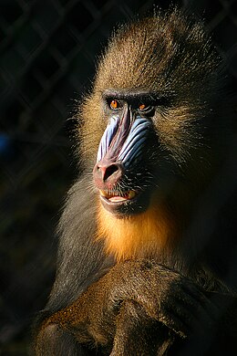 Mandrill nőstény