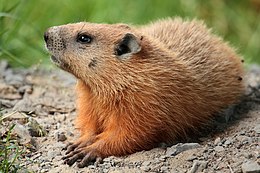 Marmot tanah (Marmota monax) di kampus Universiti Laval, Quebec