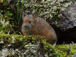 Ochotona forresti