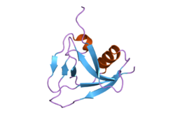 T-cell surface glycoprotein CD5