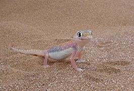 Namibgecko