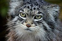 Pallas or Manul Cat