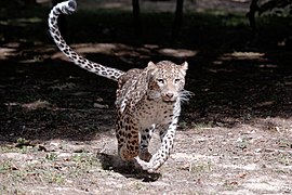 Persischer Leopard (Panthera pardus saxicolor)