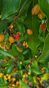 An opened fruit showing seeds