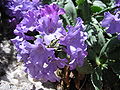 Primula marginata