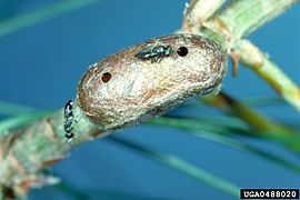 Pine sawfly pupa killed by sawfly parasitoid wasp, Dahlbominus fuscipennis, with adult wasps