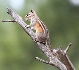 Grijskraagchipmunk