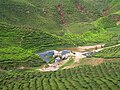A Tea plantation in Cameron Highlands