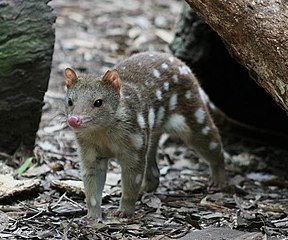 Riesenbeutelmarder (Tiger Quoll)