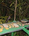 Fruit bats at the feeders