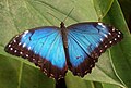 Morpho peleides (Morphini)