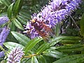 Kétöves pihelégy (Volucella zonaria)