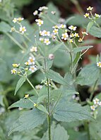 Harig knopkruid (Galinsoga ciliata)