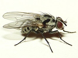 Anthomyia procellaris