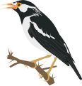 Asian Pied Starling