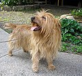 Australian Terrier