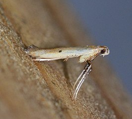 Caloptilia violacella