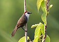 Image 20The chestnut-capped babbler (Timalia pileata) is a passerine bird of the Timaliidae. It is monotypic within the genus Timalia. The pictured specimen of this native bird of Bangladesh was photographed at Himchari National Garden, Cox's Bazar. Photo Credit: Syedabbas321