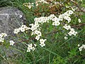 Crataegus monogyna