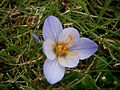 Crocus cancellatus close-up