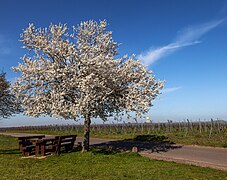 Baumblüte am Ortsrand