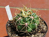 Gymnocalycium monvillei