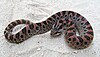 Southern hognose snake