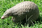 Chinese pangolin in green grass