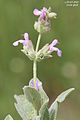 Salvia multicaulis-4