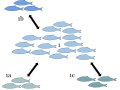 Metapopulations are important in fisheries. The local population (1.) serves as a source for interbreeding with surrounding subspecies populations (1.a, 1.b, and 1.c).The populations are normally spatially separated and independent but spatial overlap during breeding times allows for gene flow between the populations.