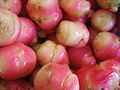 Knolliger Sauerklee (Oxalis tuberosa), rohe rote Oca