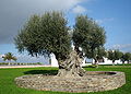 Olivenbaum (Römerbrief, 11, 17-18)