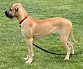 Great Dane Genotype Ay either homozygous or in combination with one of the other alleles