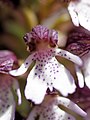 Purperorchis (Orchis purpurea)