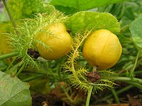 Vruchten omringd door stekelige, gekleurde schutbladeren (Passiflora foetida)