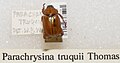 Parachrysina truquii