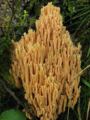 !!Ramaria formosa!!