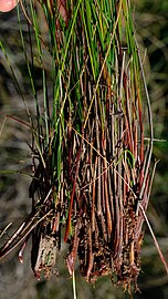 Bases of flowering stems