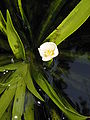 Stratiotes aloides female flower